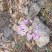 Ail rose
