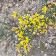 Ajonc a petites fleurs