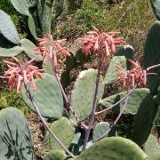 Aloe grandidentata