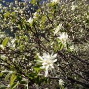 Amelanchier ovalis