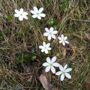 Anemone hepatique 1