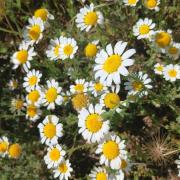 Anthemis