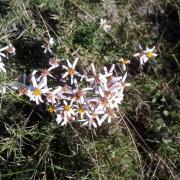 Aster à feuilles d'orpin