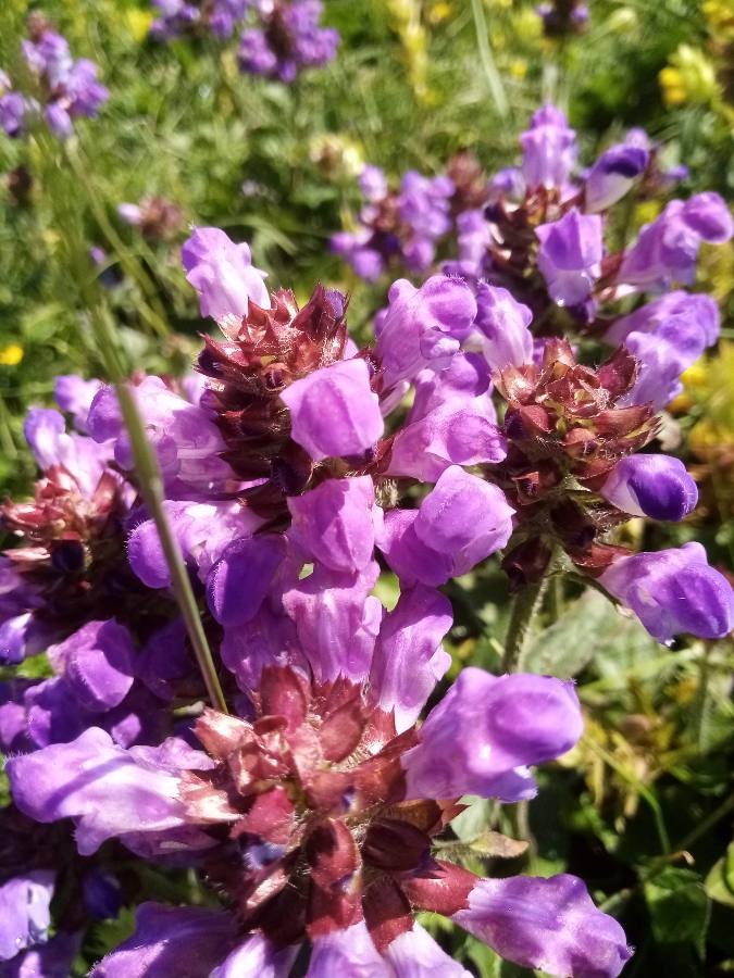 Brunelle à grandes fleurs