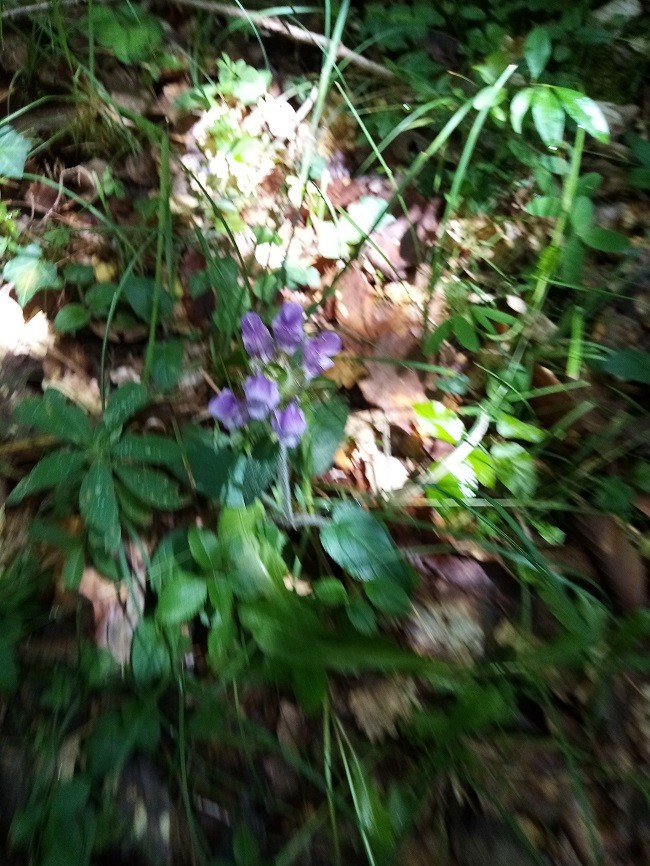 Brunelle à grandes fleurs