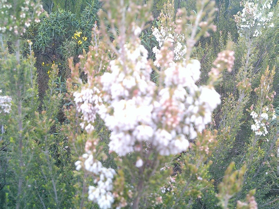 Bruyere arborescente