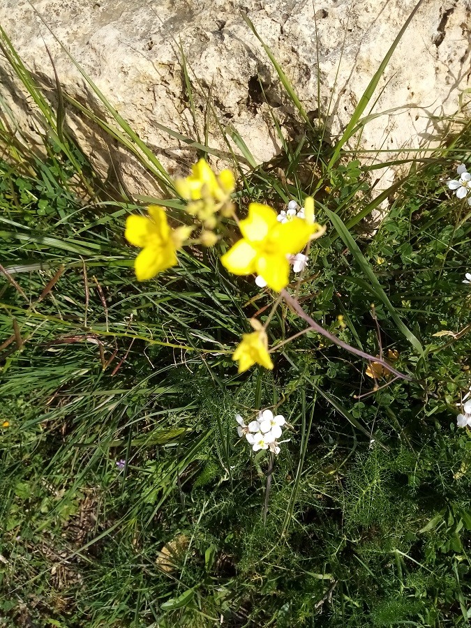 Bunias fausse roquette