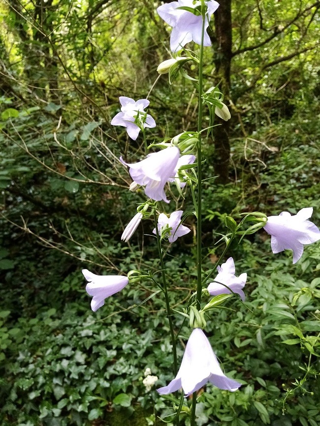 Campanule à feuilles de pêcher