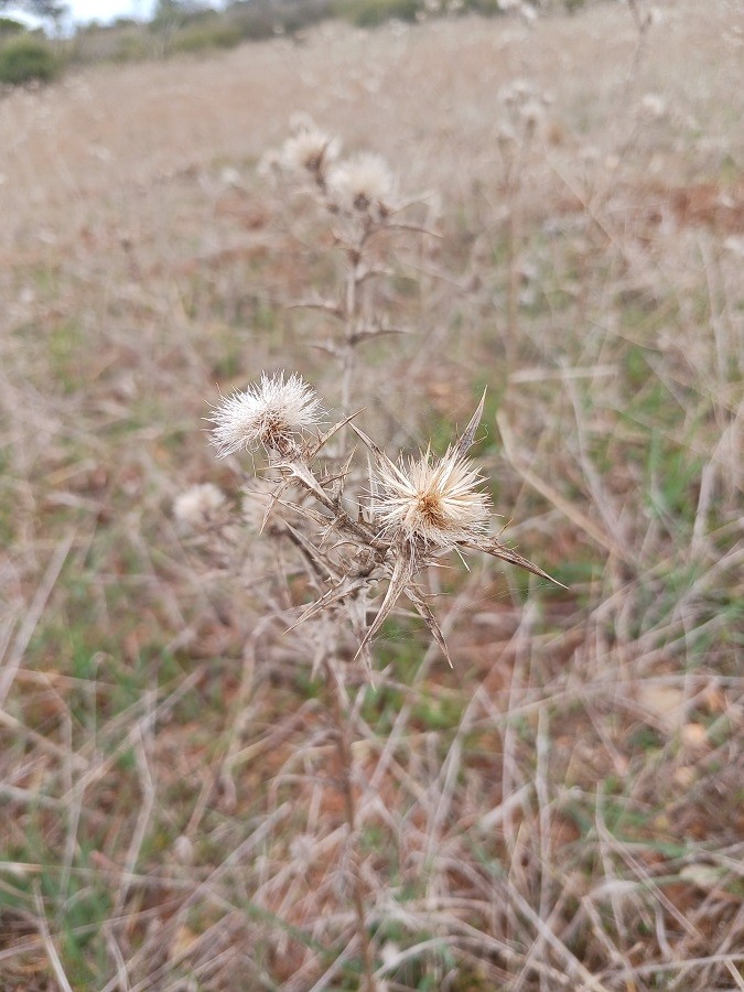 Carline commune