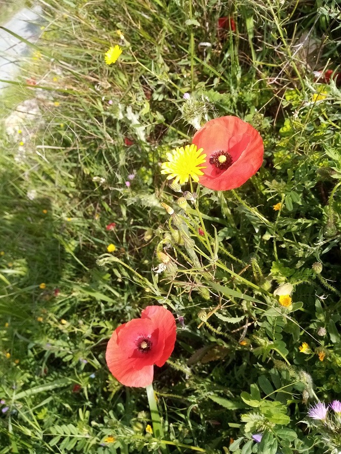 Coquelicot