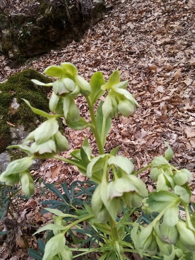 Hellebore fétide