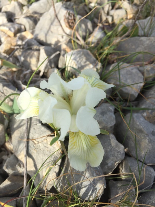 Iris des garrigues blanc