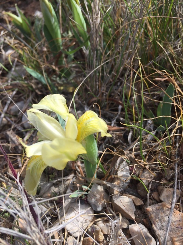 Iris des garrigues jaune