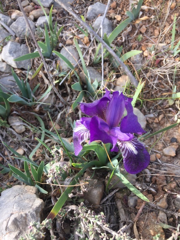 Iris des garrigues mauve