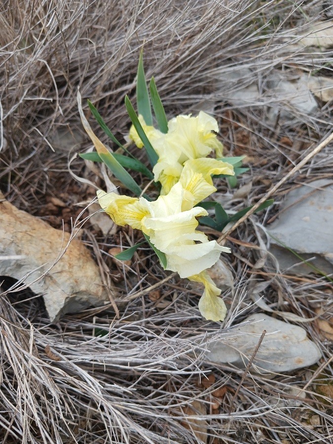 Iris des garrigues