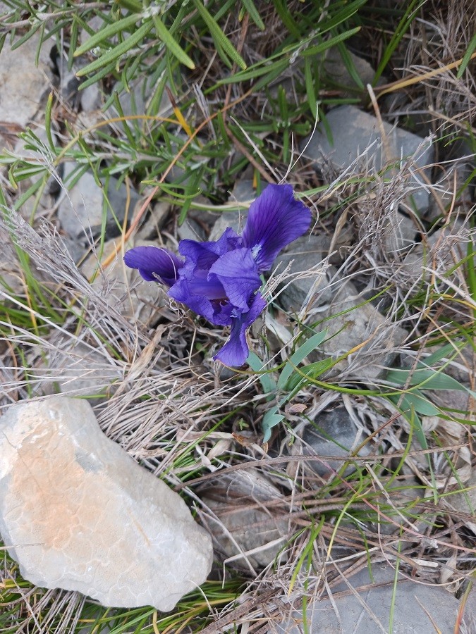 Iris des garrigues1