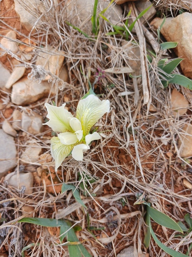 Iris des garrigues2