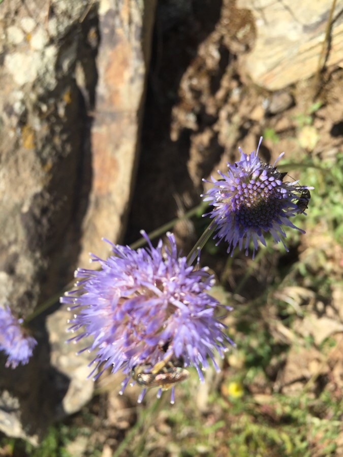 Jasione des montagnes