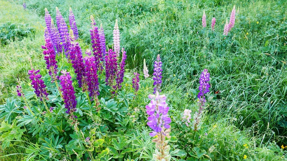 Lupins