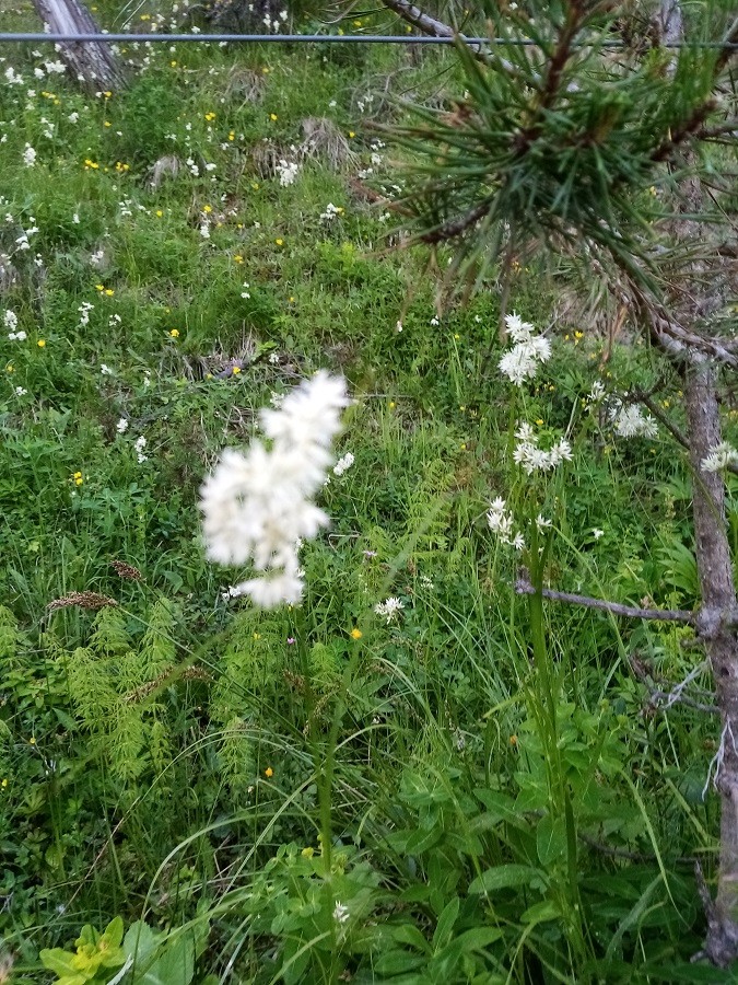 Luzule blanche