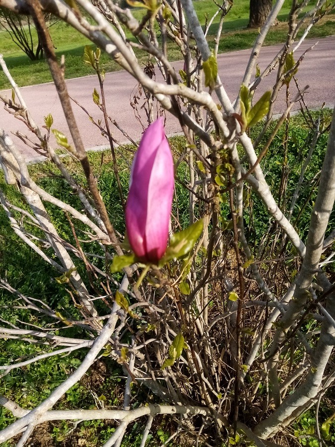 Magnolia