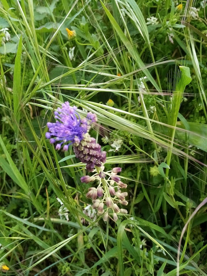 Muscari a toupet