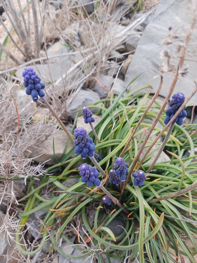 Muscari en grappe 1