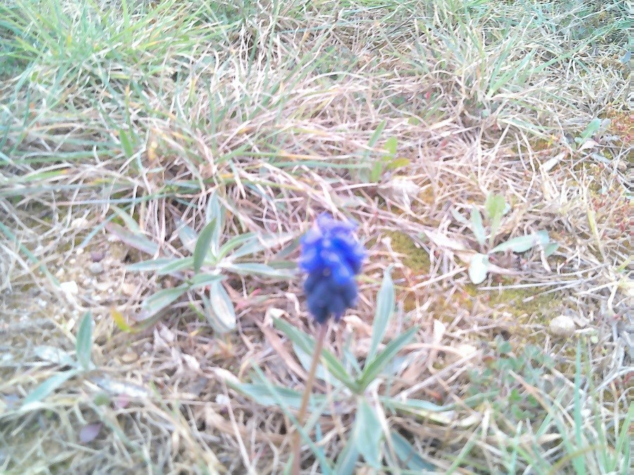 Muscari en grappe