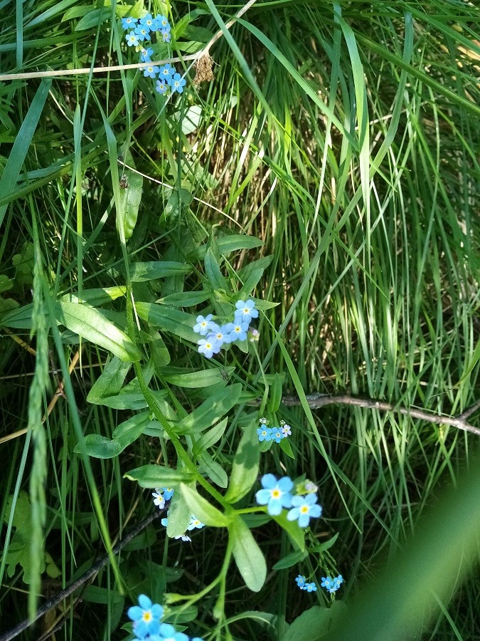 Myosotis alpestre