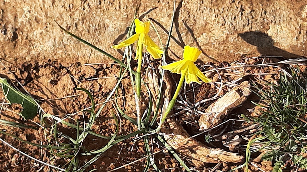 Narcisse a feuilles de jonc