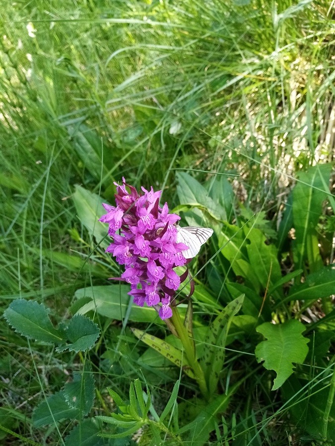 Orchis de mai