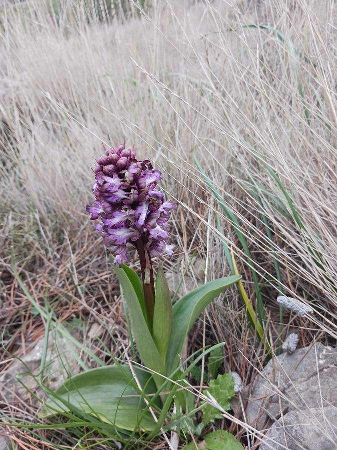 Orchis geant