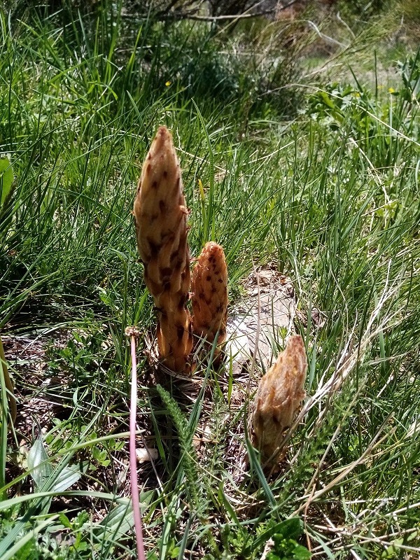 Orobanche du genet