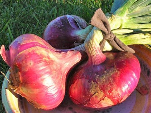 Oignon rouge feedesbrumes canalblog com 02ad358b9c8c34fbe1e78e9ff185c597