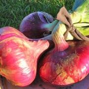 Oignon rouge feedesbrumes canalblog com 02ad358b9c8c34fbe1e78e9ff185c597